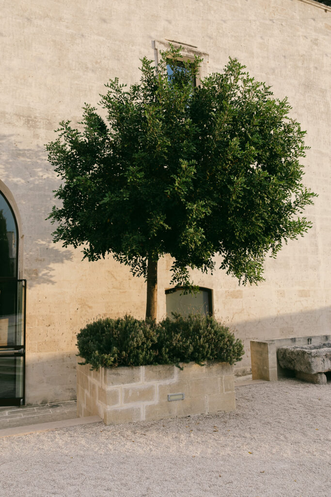 Stone courtyard entrance and olive tree at Masseria Amastuola wedding venue in Puglia