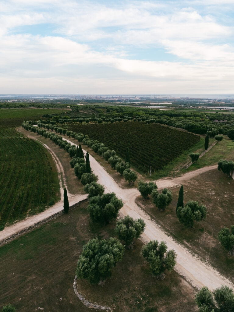 Aerial view of vineyards and countryside surrounding wedding venue Masseria Amastuola in Puglia