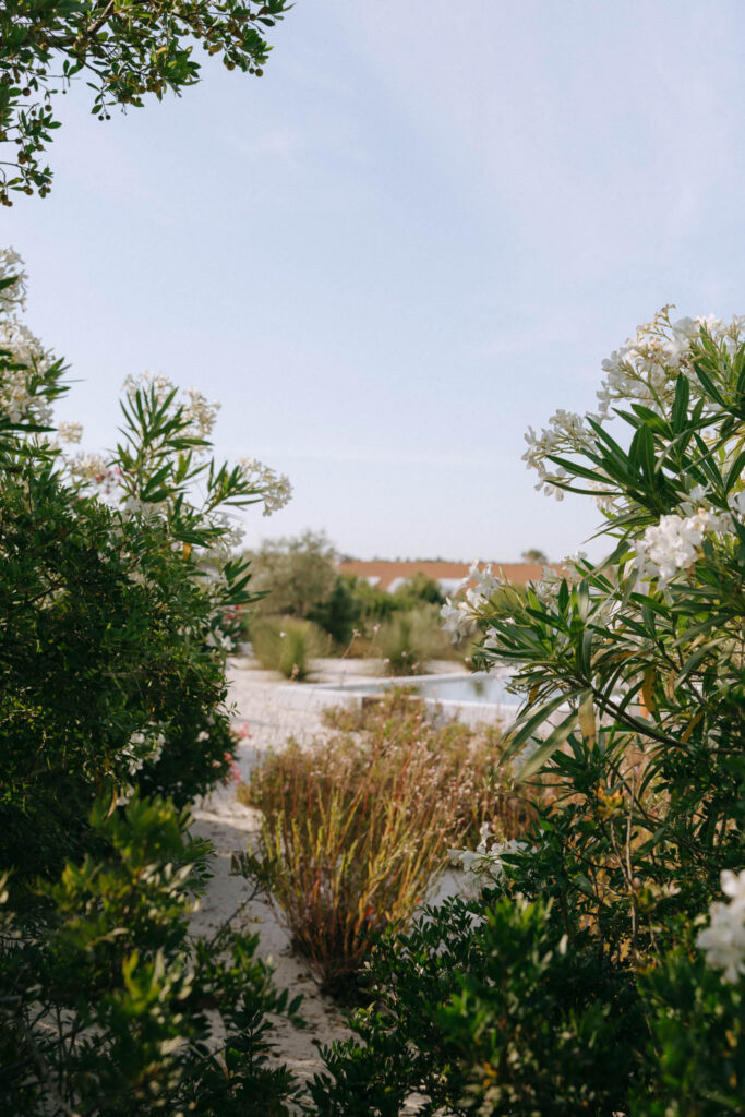 Garden path with white flowering shrubs and pool in the distance at Quinta da Comporta, Portugal